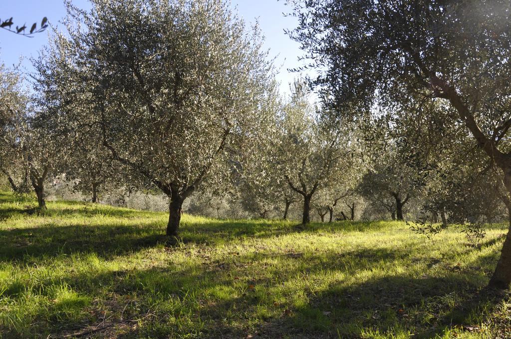 Podere Le Monache Монтайоне Екстер'єр фото